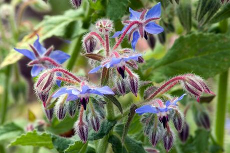 Borretsch als Heilpflanze