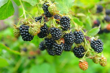 Gesunde Brombeere: Inhaltsstoffe, Anwendung, gesundheitliche Wirkung