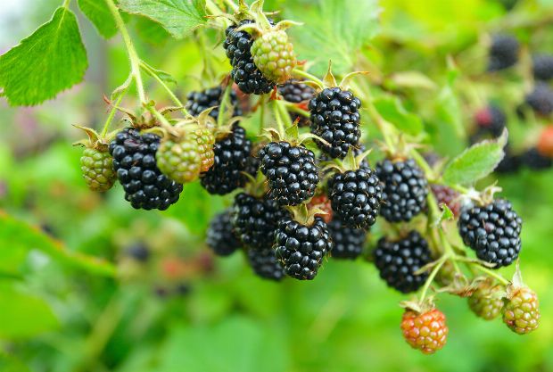 Heilpflanze Brombeere Heilpflanze Brombeere