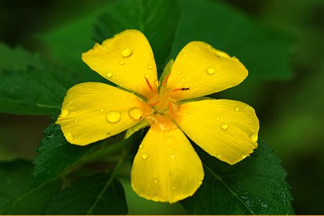 Damiana als Heilpflanze