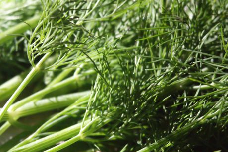 Dill als Heilpflanze