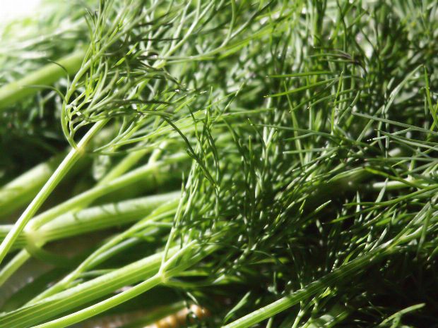 Dill als Heilpflanze