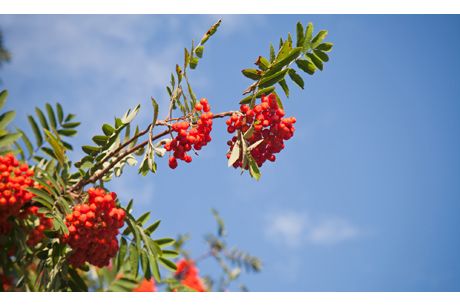 Eberesche (Vogelbeere) als Heilpflanze