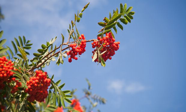 Eberesche als Heilpflanze Eberesche als Heilpflanze