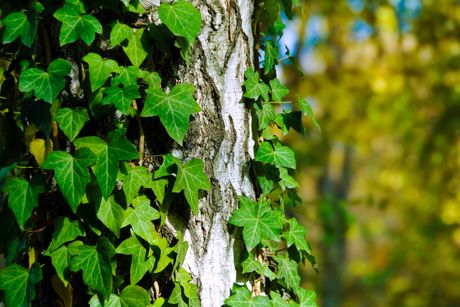 Efeu als Heilpflanze
