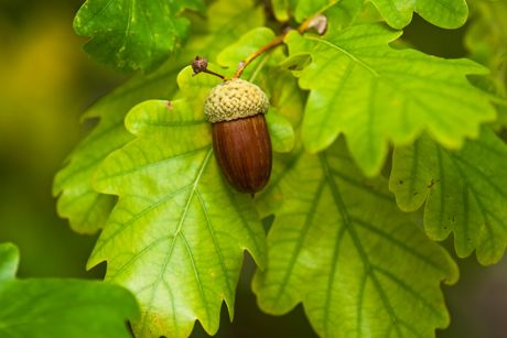 Eiche als Heilpflanze