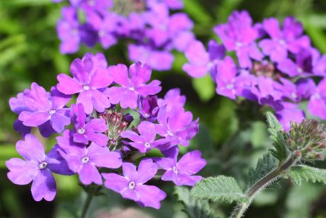 Eisenkraut als Heilpflanze