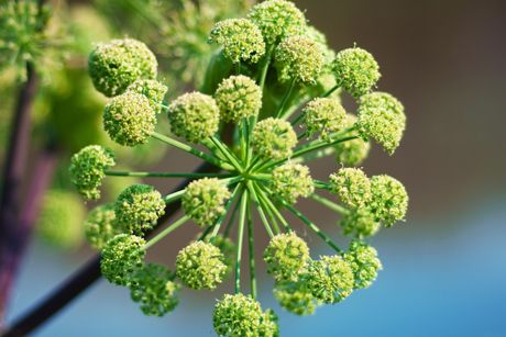 Engelwurz als Heilpflanze