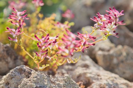 Erdrauch als Heilpflanze