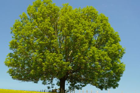 Esche als Heilpflanze