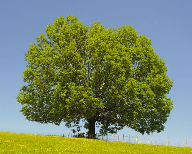 Esche als Heilpflanze