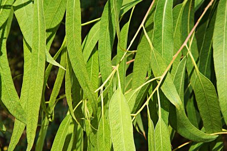 Eukalyptus als Heilpflanze