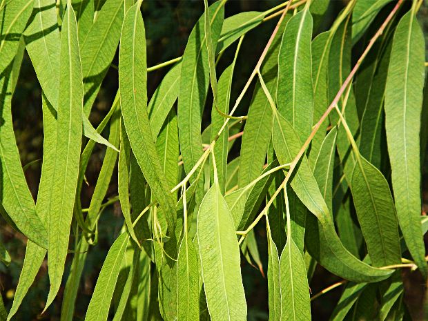 Heilpflanze Eukalyptus
