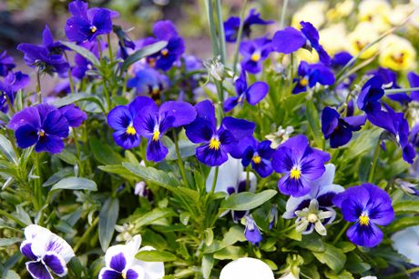 Feldstiefmütterchen als Heilpflanze