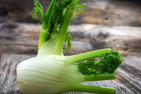 Fenchel: Kleine Knolle mit Heilwirkung