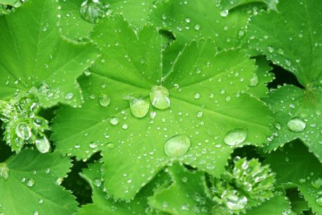 Frauenmantel als Heilpflanze