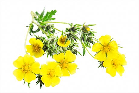 Fünffingerkraut: Essbare Pflanze mit Heilwirkung