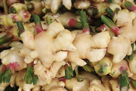 Galgant als Heilpflanze