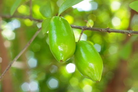 Garcinie als Heilpflanze