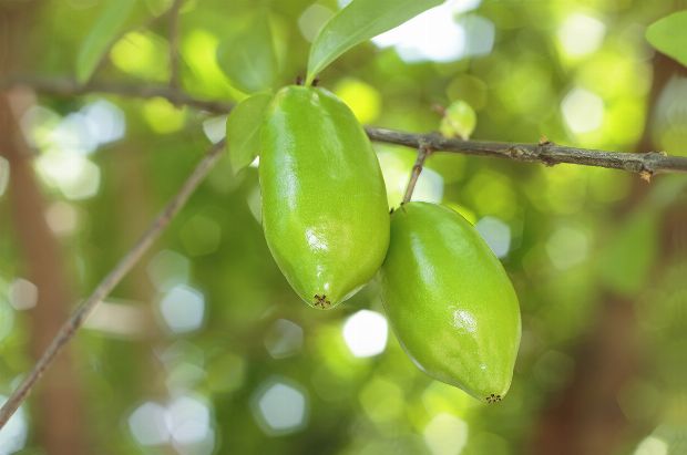 Garcinie