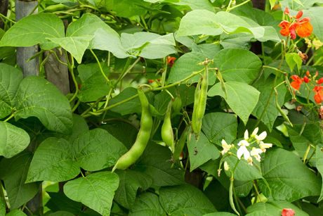 Gartenbohne als Heilpflanze