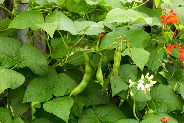 Gartenbohne Heilpflanze