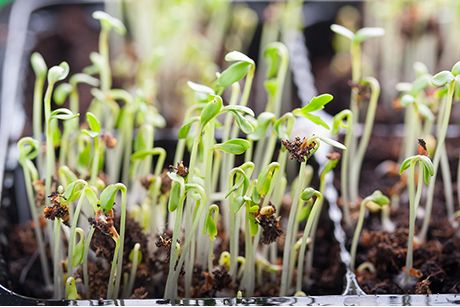 Gesunde Gartenkresse: Anbau, Inhaltsstoffe, Wirkung und Anwendung