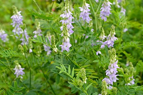 Geißraute als Heilpflanze: Steckbrief, Inhaltsstoffe, Wirkung, Anwendung