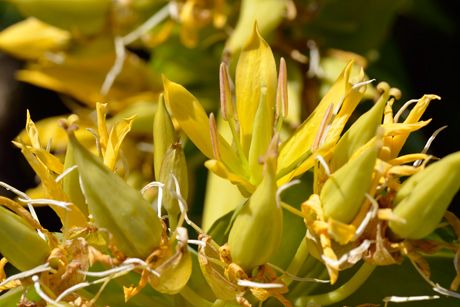 Gelber Enzian als Heilpflanze