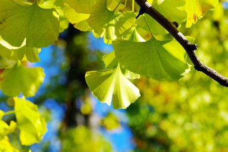 Ginkgo als Heilpflanze