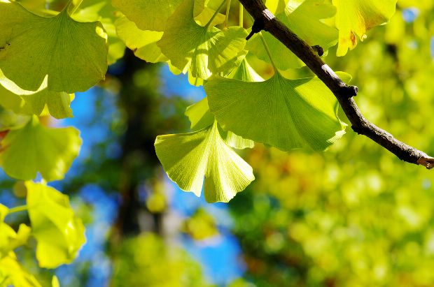 Heilpflanze Gingko