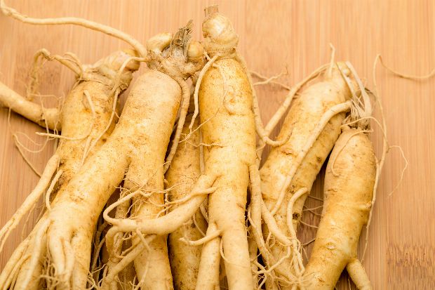 Heilpflanze Ginseng