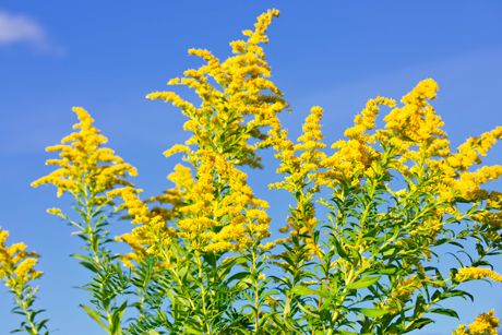 Goldrute als Heilpflanze
