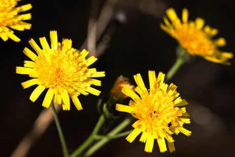 Habichtskraut: Arten, Heilwirkung und Anwendung