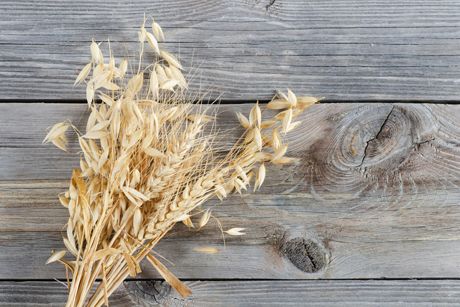 Hafer als Heilpflanze