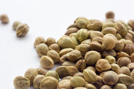 Hanf als Heilpflanze