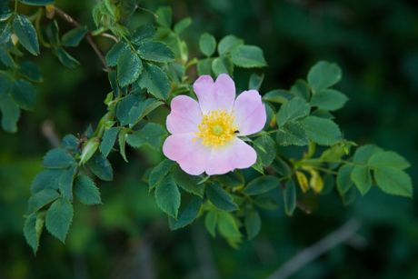 Heckenrose (Hagebutte) als Heilpflanze: Steckbrief, Merkmale, Inhaltsstoffe, Wirkung und Anwendung