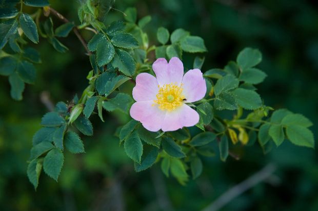 Heckenrose als Heilpflanze