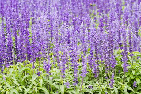Heidekraut als Heilpflanze: Steckbrief, Inhaltsstoffe, Wirkung und Anwendung