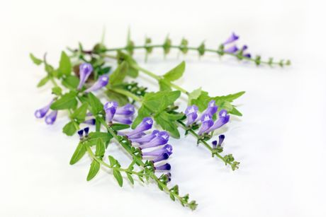 Helmkraut als Heilpflanze