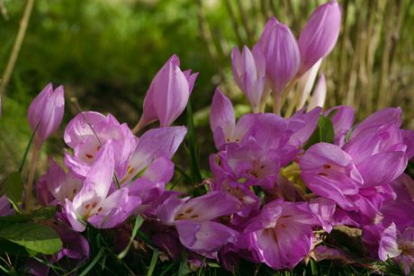 Herbstzeitlose als Heilpflanze