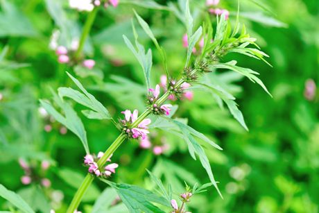 Herzgespann als Heilpflanze