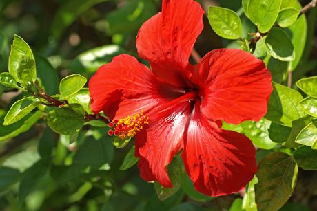 Hibiskus als Heilpflanze: Merkmale, Inhaltsstoffe, Wirkung und Anwendung