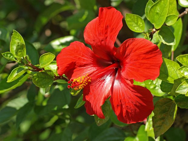 Hibiskus als Heilpflanze Hibiskus als Heilpflanze