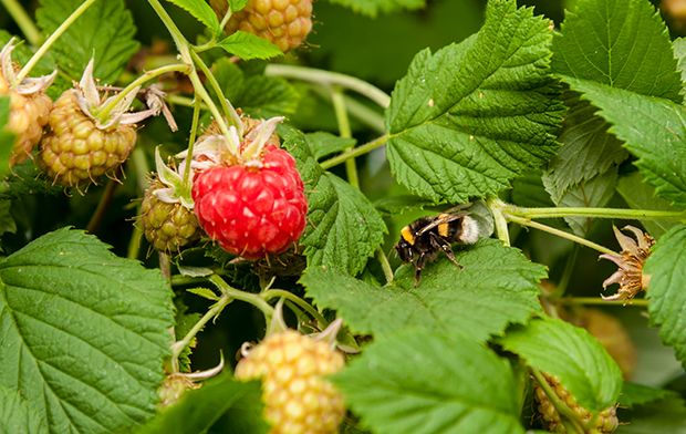 Die Himbeere (Rubus idaeus) ist eigentlich gar keine Beere, sie zählt vielmehr zu den Rosengewächsen