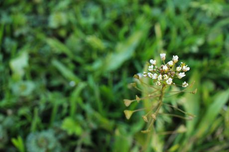 Hirtentäschel als Heilpflanze