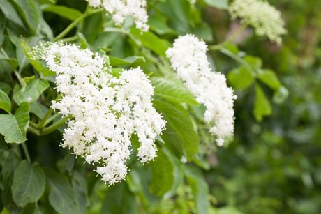 Heilpflanze Holunder: Gesund und köstlich