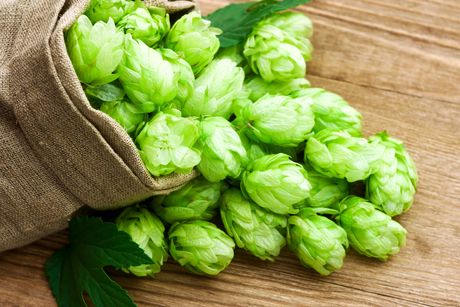 Hopfen als Heilpflanze: Steckbrief, Inhaltsstoffe, Wirkung und Anwendung