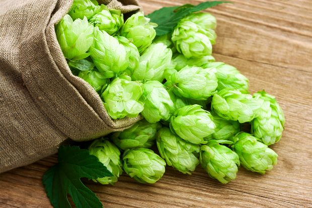 Hopfen als Heilpflanze