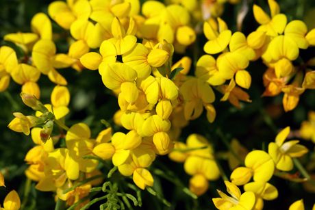 Gewöhnlicher Hornklee als Heilpflanze: Anwendung, Wirkung und Inhaltsstoffe